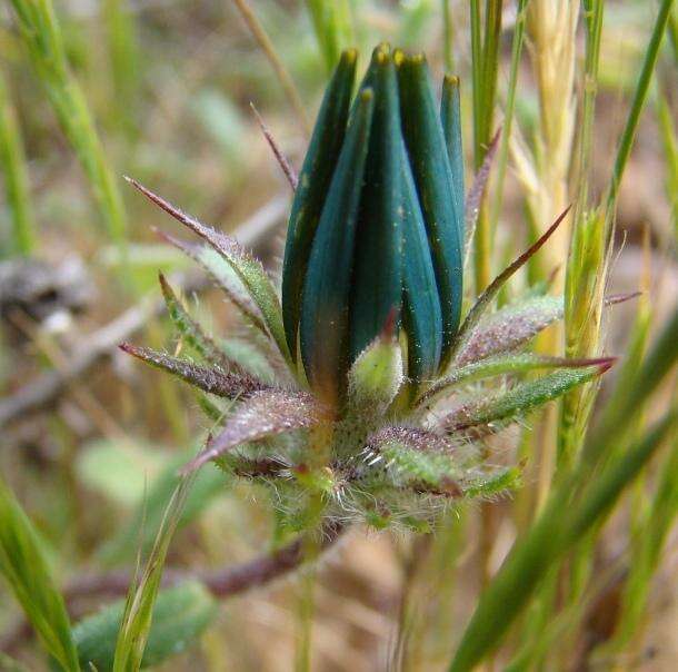 Imagem de Gorteria piloselloides (Cass.) Stångb. & Anderb.