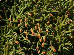 Image of Pencil Pine