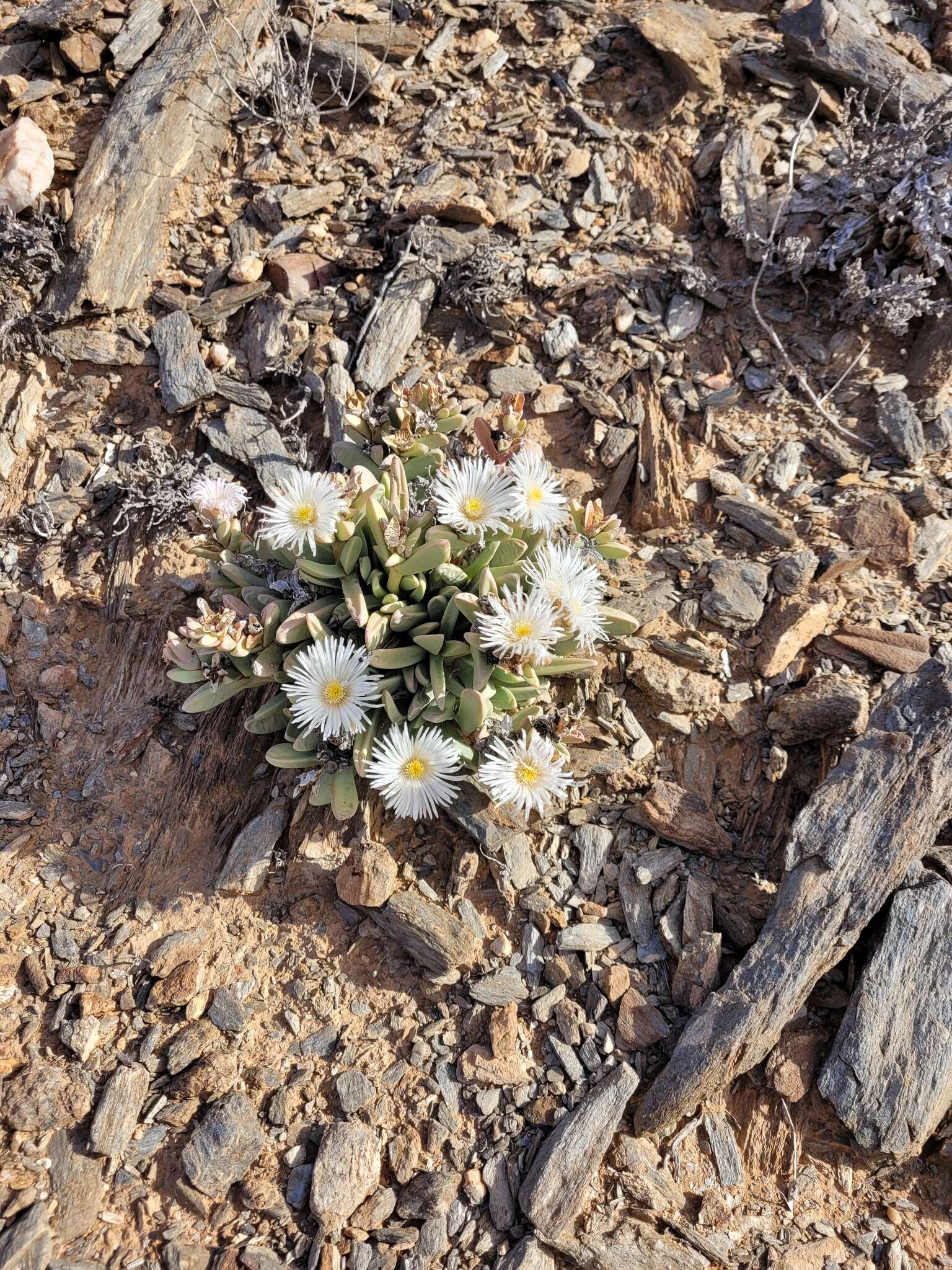 Image of Hartmanthus pergamentaceus (L. Bol.) S. A. Hammer