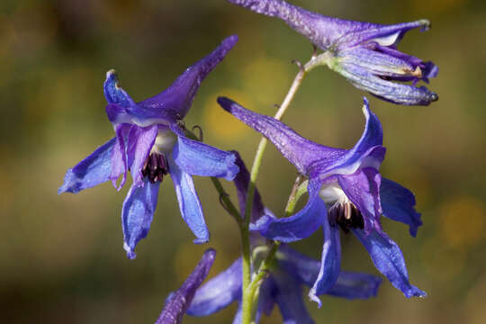 Image of Rocky Mountain larkspur