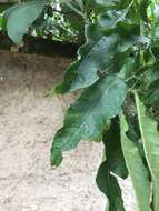 Image of Solanum oblongifolium Humb. & Bonpl. ex Dun.