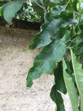 Image of Solanum oblongifolium Humb. & Bonpl. ex Dun.