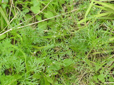 Image of plains sandparsley