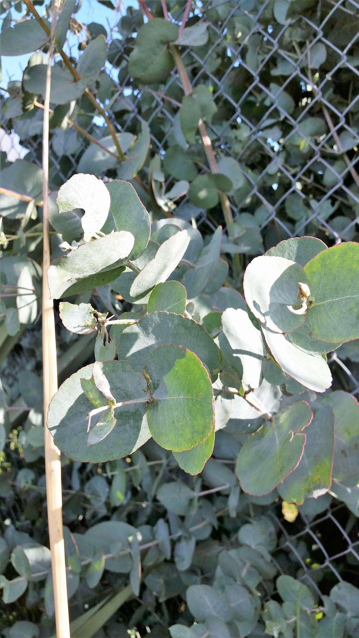 Image of silver-dollar eucalyptus