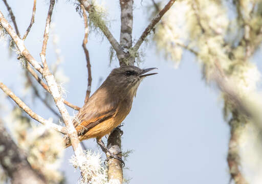 Myiotheretes pernix (Bangs 1899)的圖片