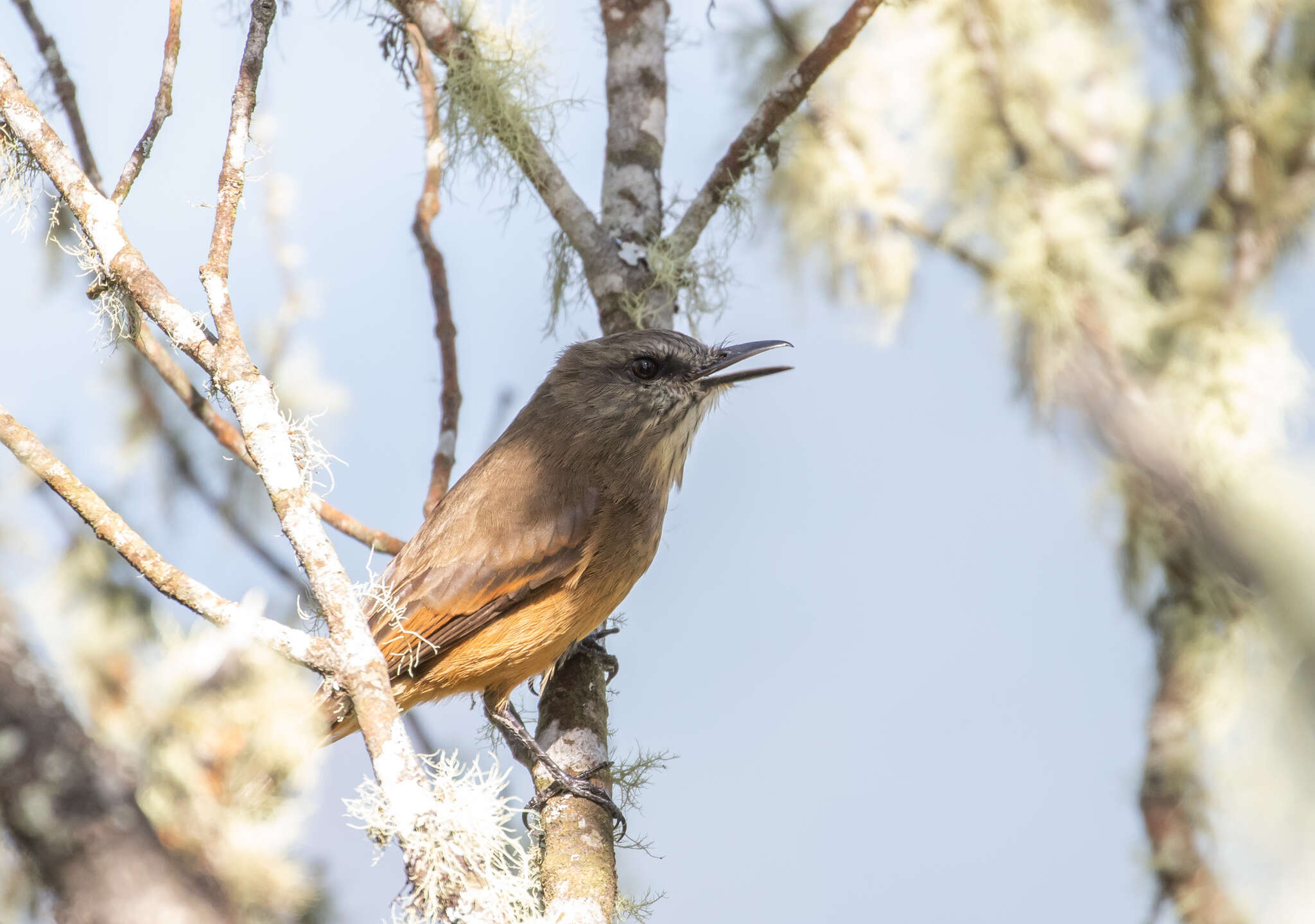 Myiotheretes pernix (Bangs 1899)的圖片