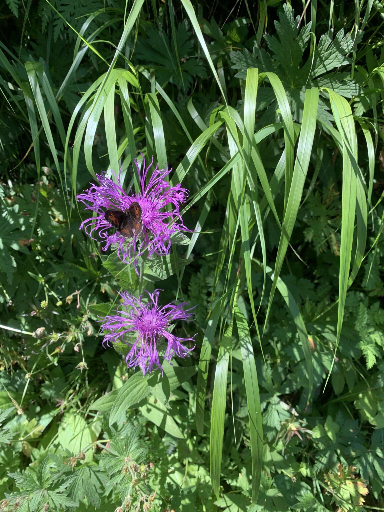 Centaurea nervosa Willd. resmi