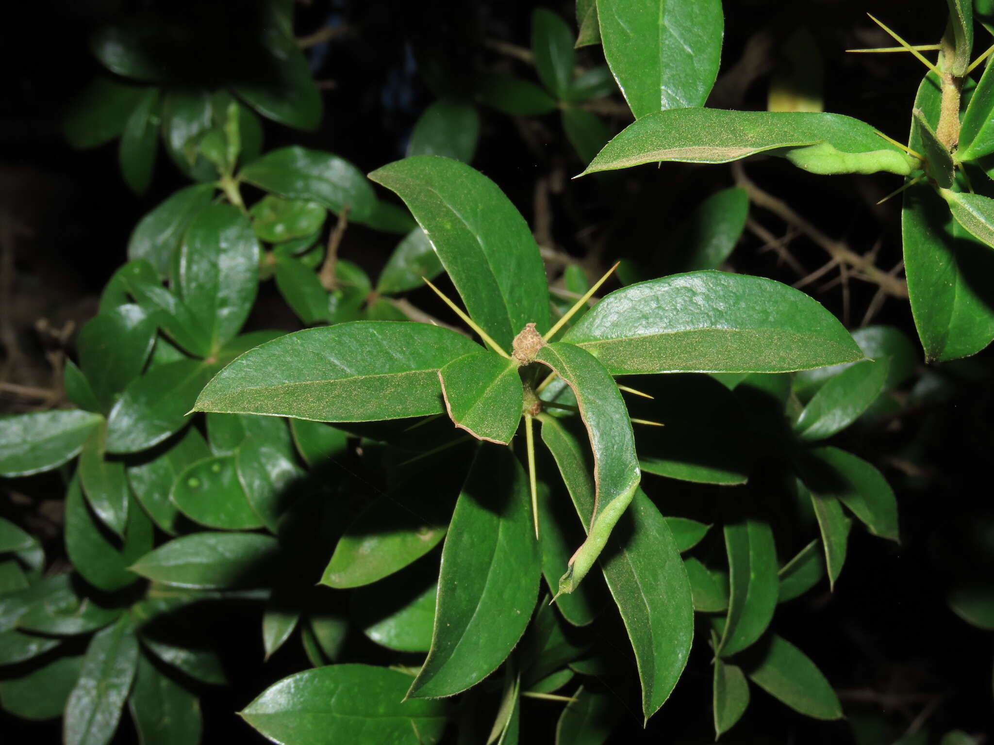 Image of Archidasyphyllum diacanthoides