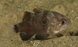 Image of Bulls-eye cardinalfish