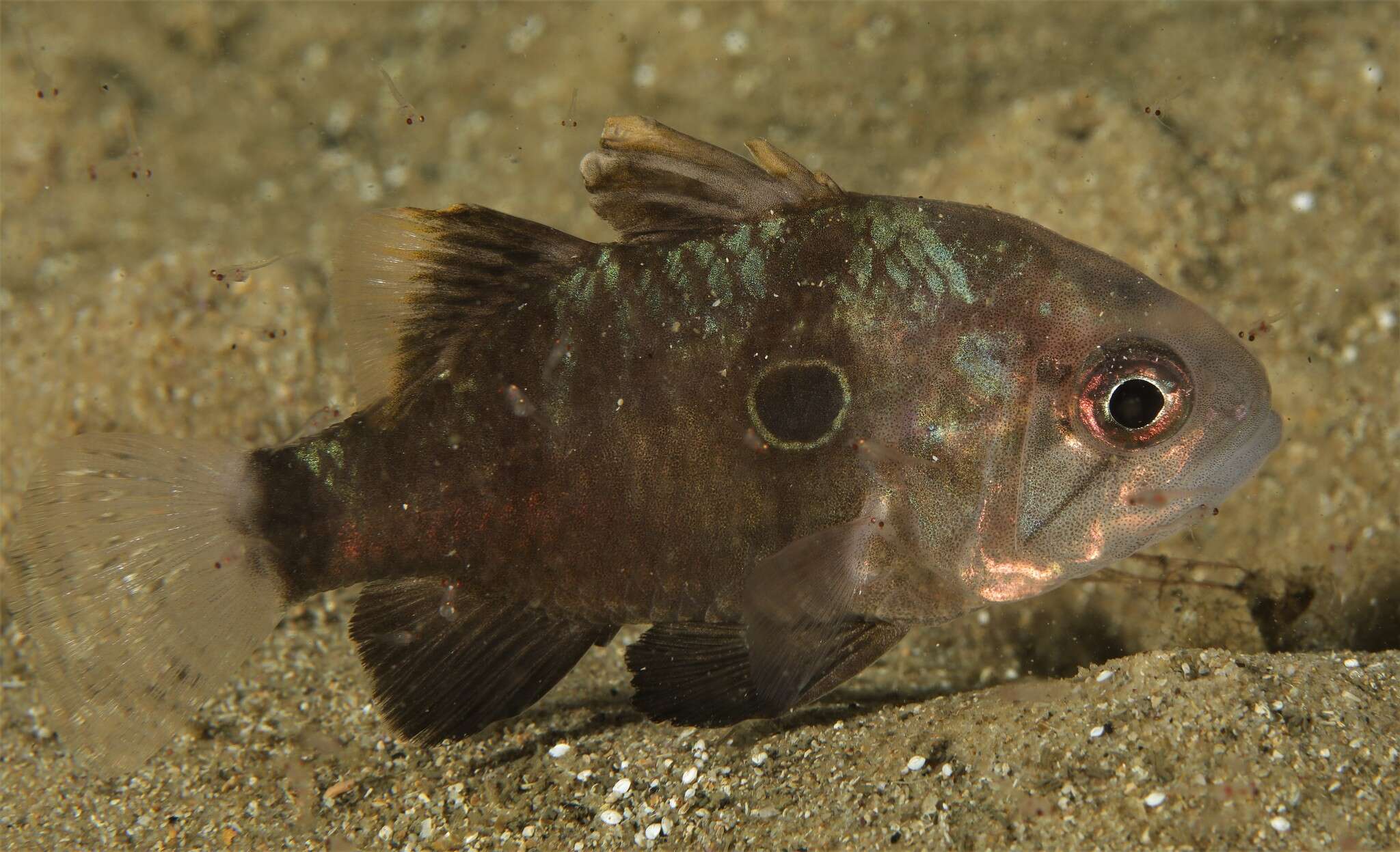Image of Bulls-eye cardinalfish