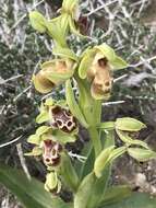 Image of Ophrys umbilicata subsp. flavomarginata (Renz) Faurh.