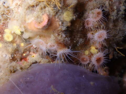 Image of orange encrusting anemone