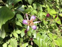 Image of Tricyrtis lasiocarpa Matsum.