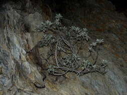 Image of Monro's Ragwort