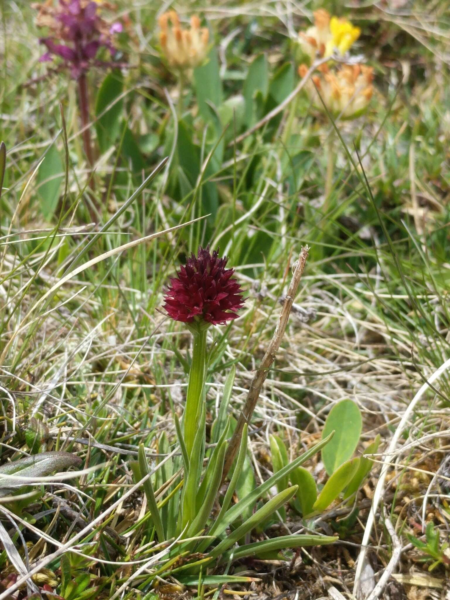 صورة Gymnadenia rhellicani (Teppner & E. Klein) Teppner & E. Klein