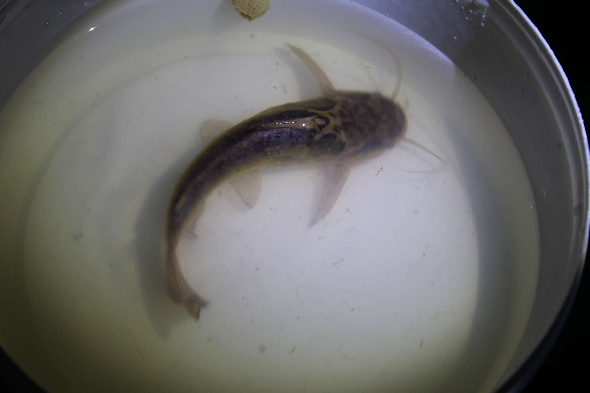 Image of Southern driftwood catfish