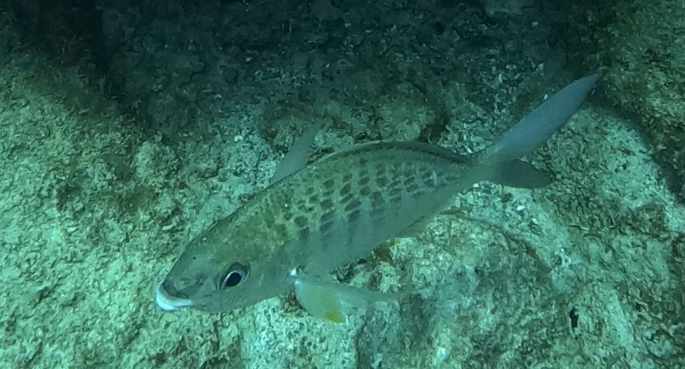 Image of Broad Shad