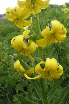 Image of Lilium kesselringianum Miscz.