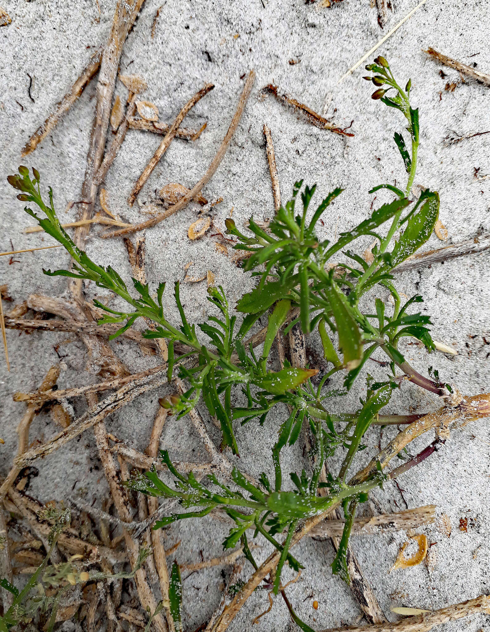 Image of Lepidium desvauxii Thell.