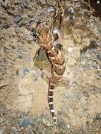 Image of Common Giant Ground Gecko