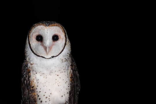 Image of Australian Masked Owl