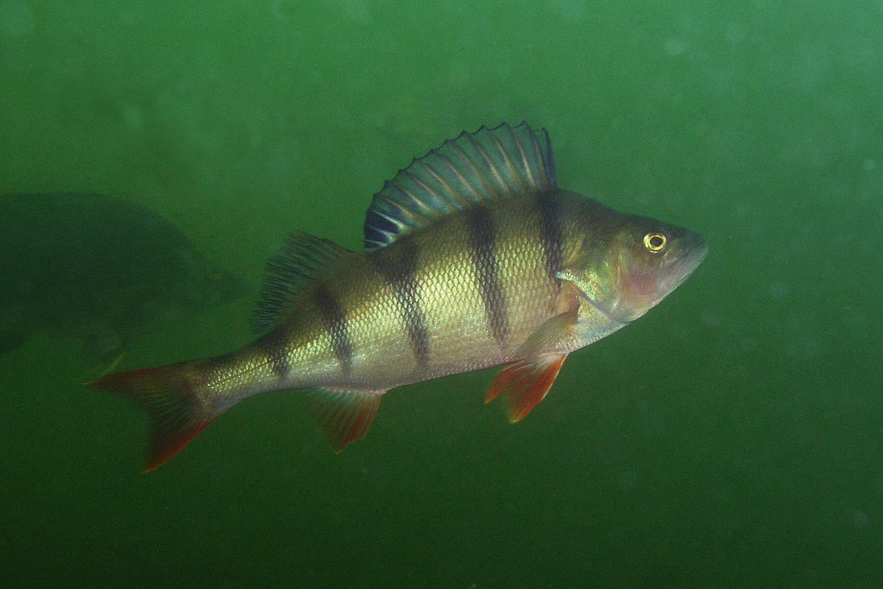 Image of Perch