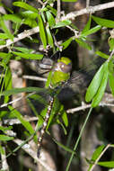 Image of Amazon Darner