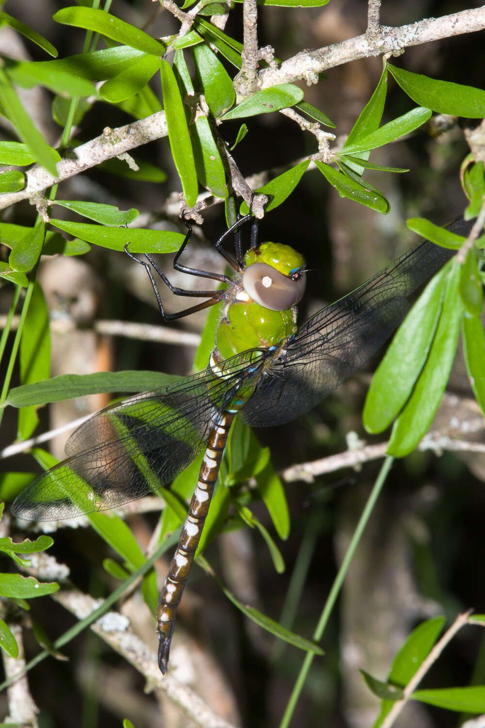 Image of Amazon Darner