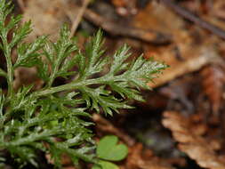 Image of Sceptridium biforme Lyon