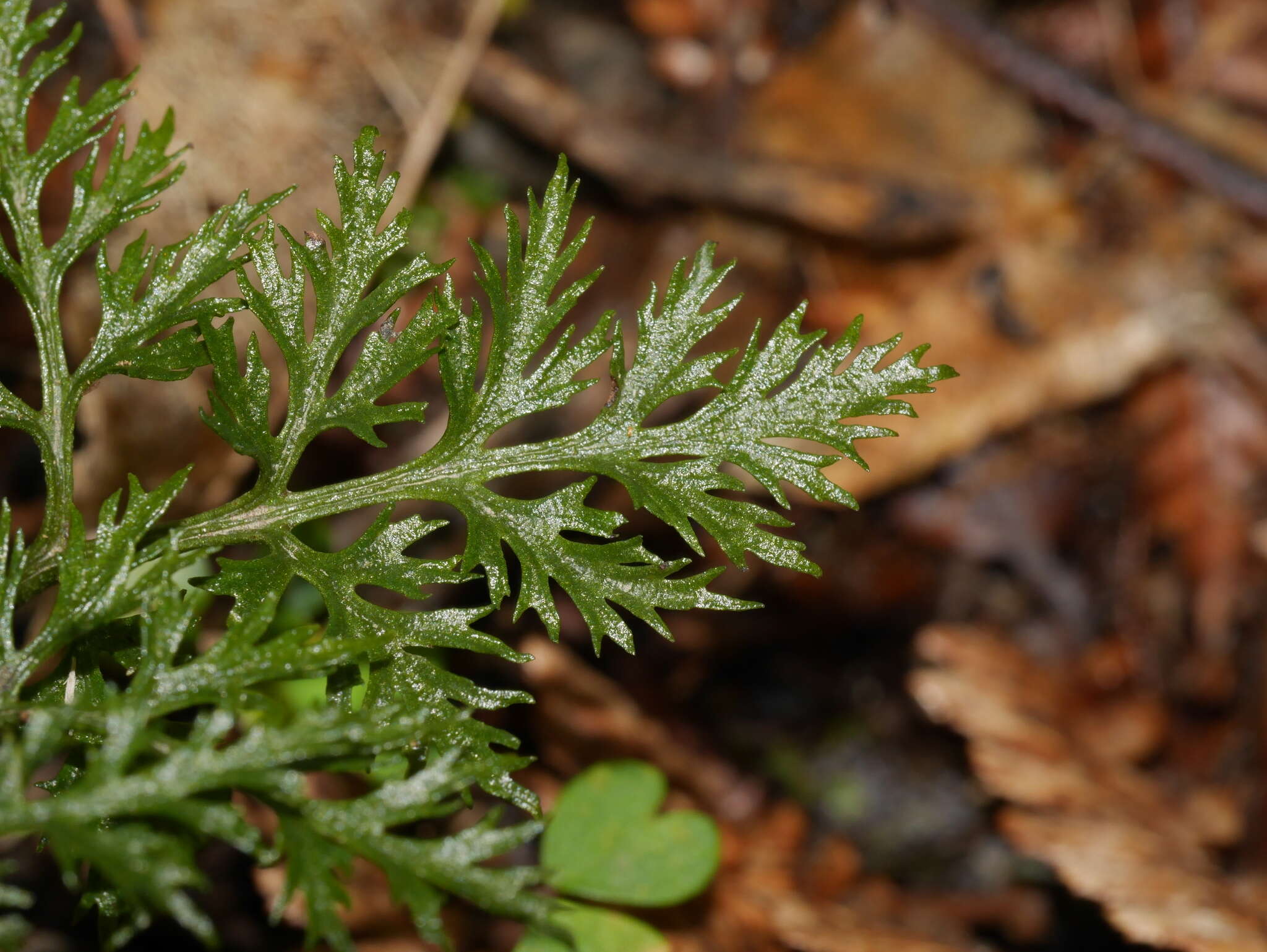 Слика од Sceptridium biforme Lyon