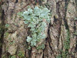 Image of myelochroa lichen