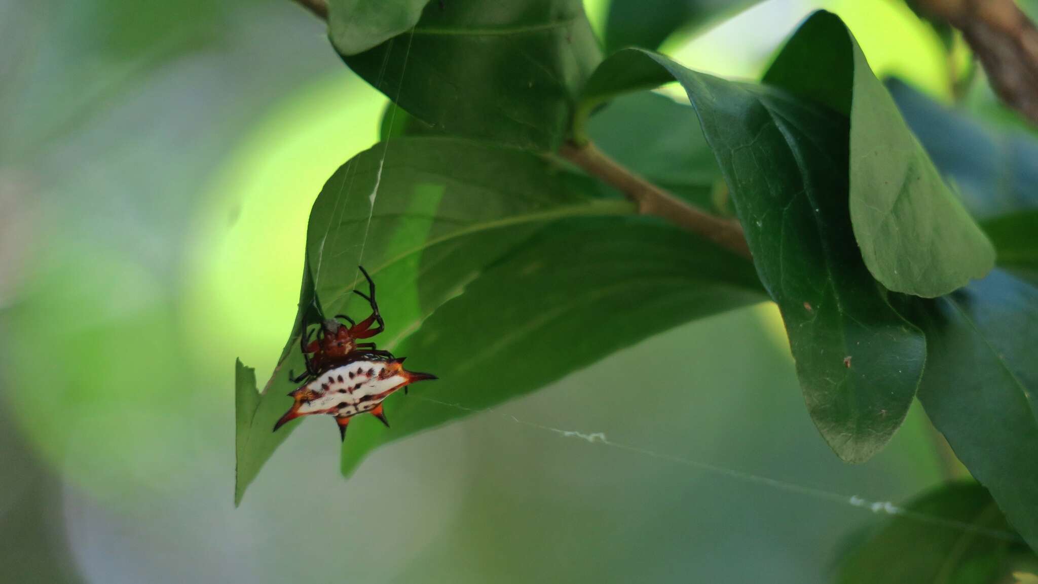 Image of Gasteracantha sanguinolenta C. L. Koch 1844