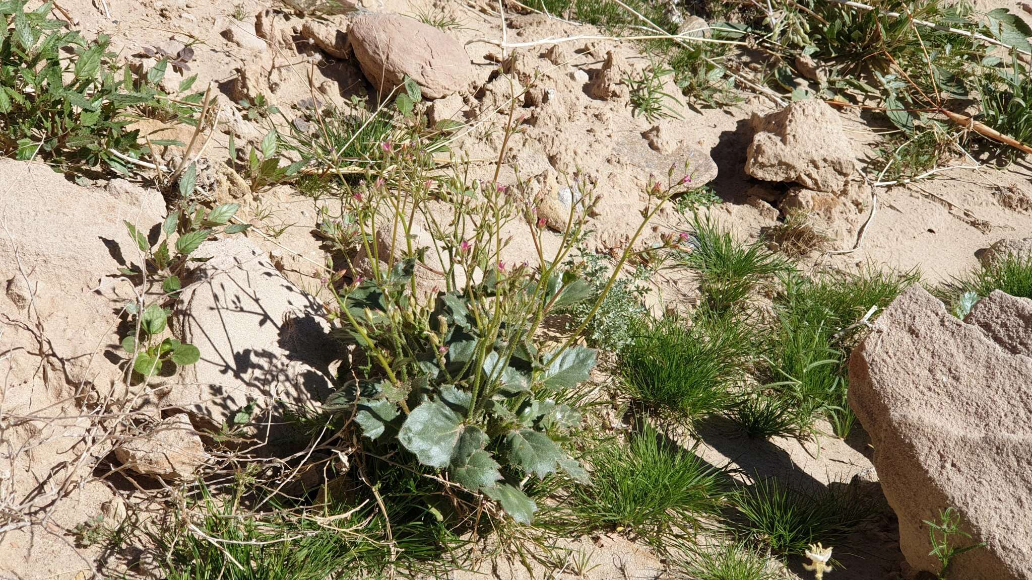 Image of broadleaf gilia