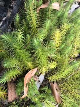 Image of Melichrus procumbens (Cav.) Druce