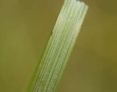 Image of Stipa pulcherrima K. Koch