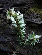 Image of <i>Epacris purpurascens</i> var. <i>onosmiflora</i>