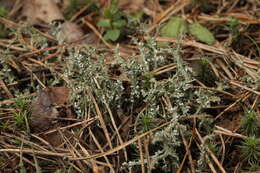 Image of cup lichen