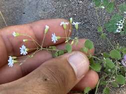 Drymaria debilis Brandeg. resmi