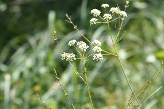 Image of bulblet-bearing water hemlock