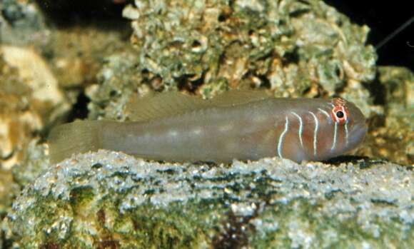 Image of Blueline coralgoby