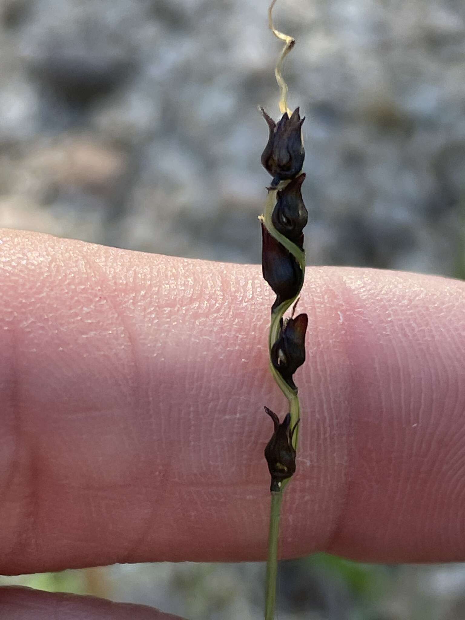 Imagem de Anthephora hermaphrodita (L.) Kuntze