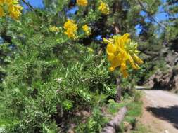 Sivun Adenocarpus decorticans Boiss. kuva