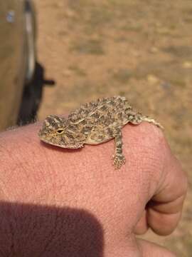 Image of Agama aculeata distanti (Boulenger 1902)