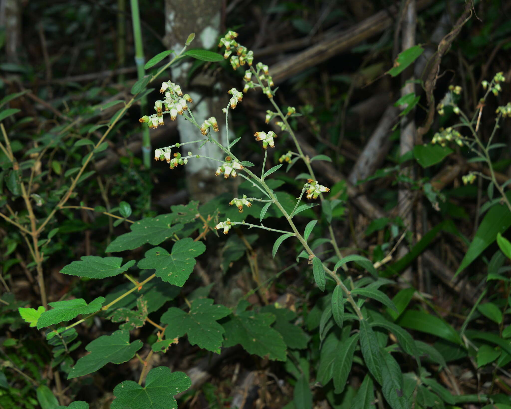 Image of Blumea formosana Kitam.