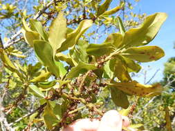 Image of Guianese Colicwood