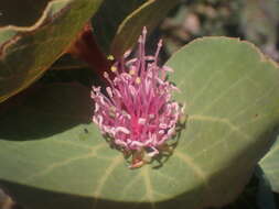 Image of Hakea cucullata R. Br.