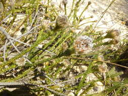 Image of Serruria trilopha Salisb. ex Knight