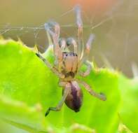 Слика од Cheiracanthium erraticum (Walckenaer 1802)