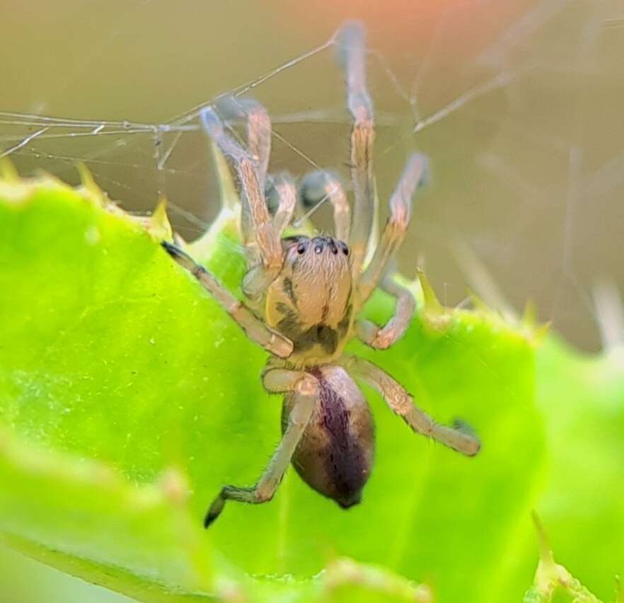 Слика од Cheiracanthium erraticum (Walckenaer 1802)