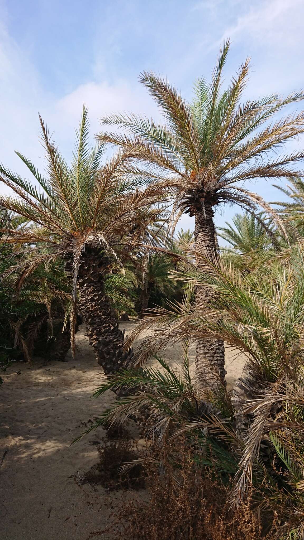 Image of Cretan Date Palm